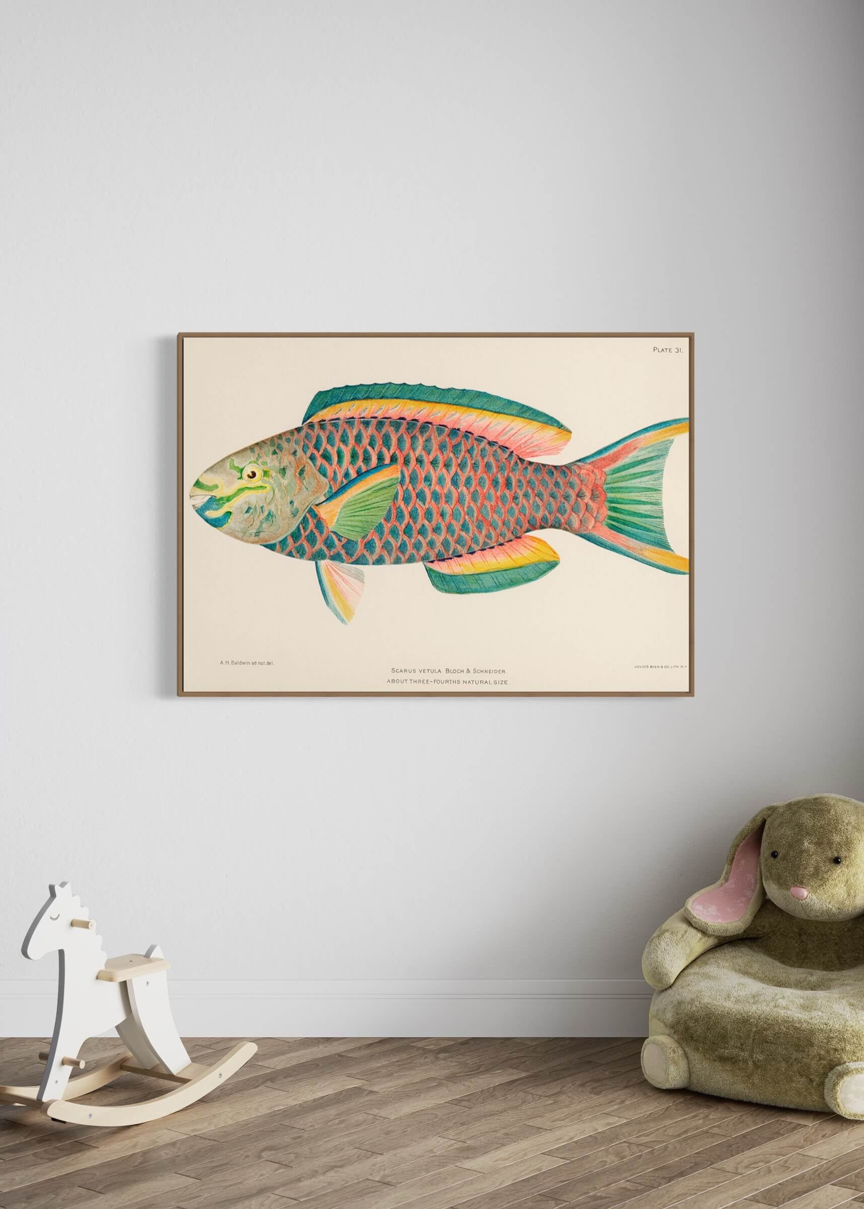 Queen Parrot fish
