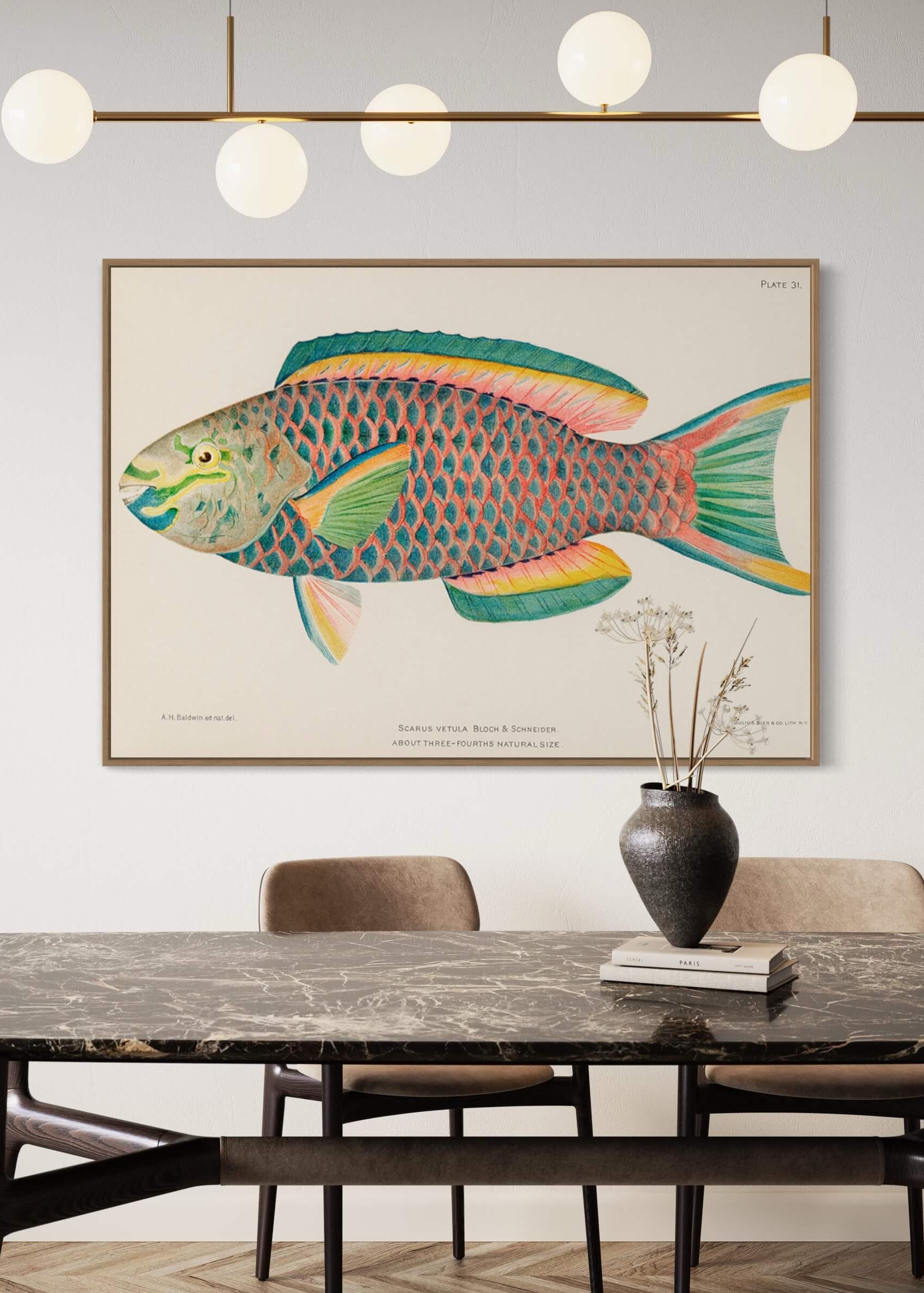 Queen Parrot fish