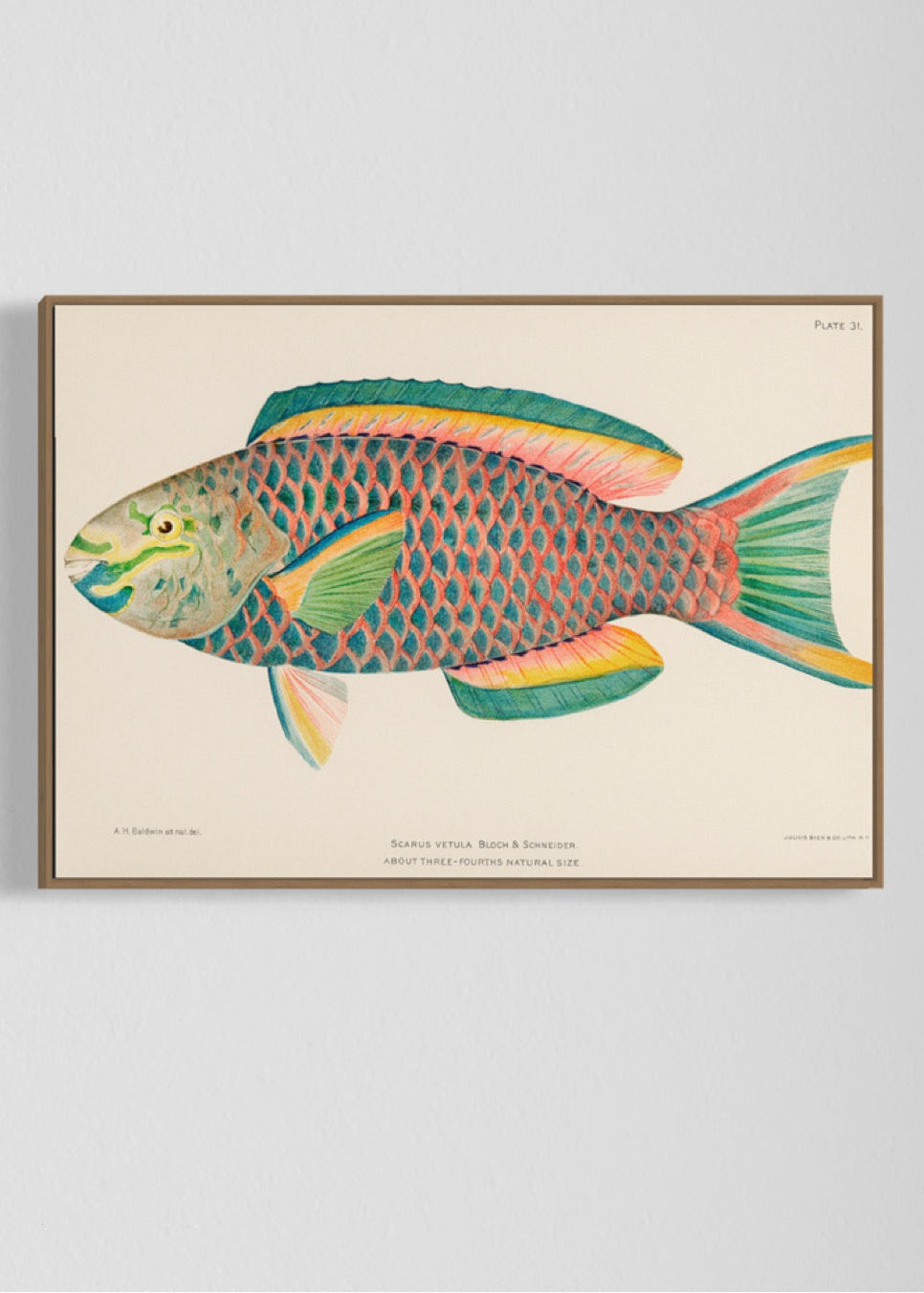 Queen Parrot fish