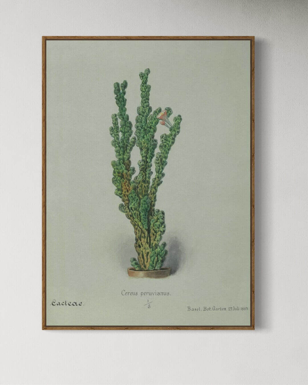 Kaktus Illustration fra Basel Botanisk Have