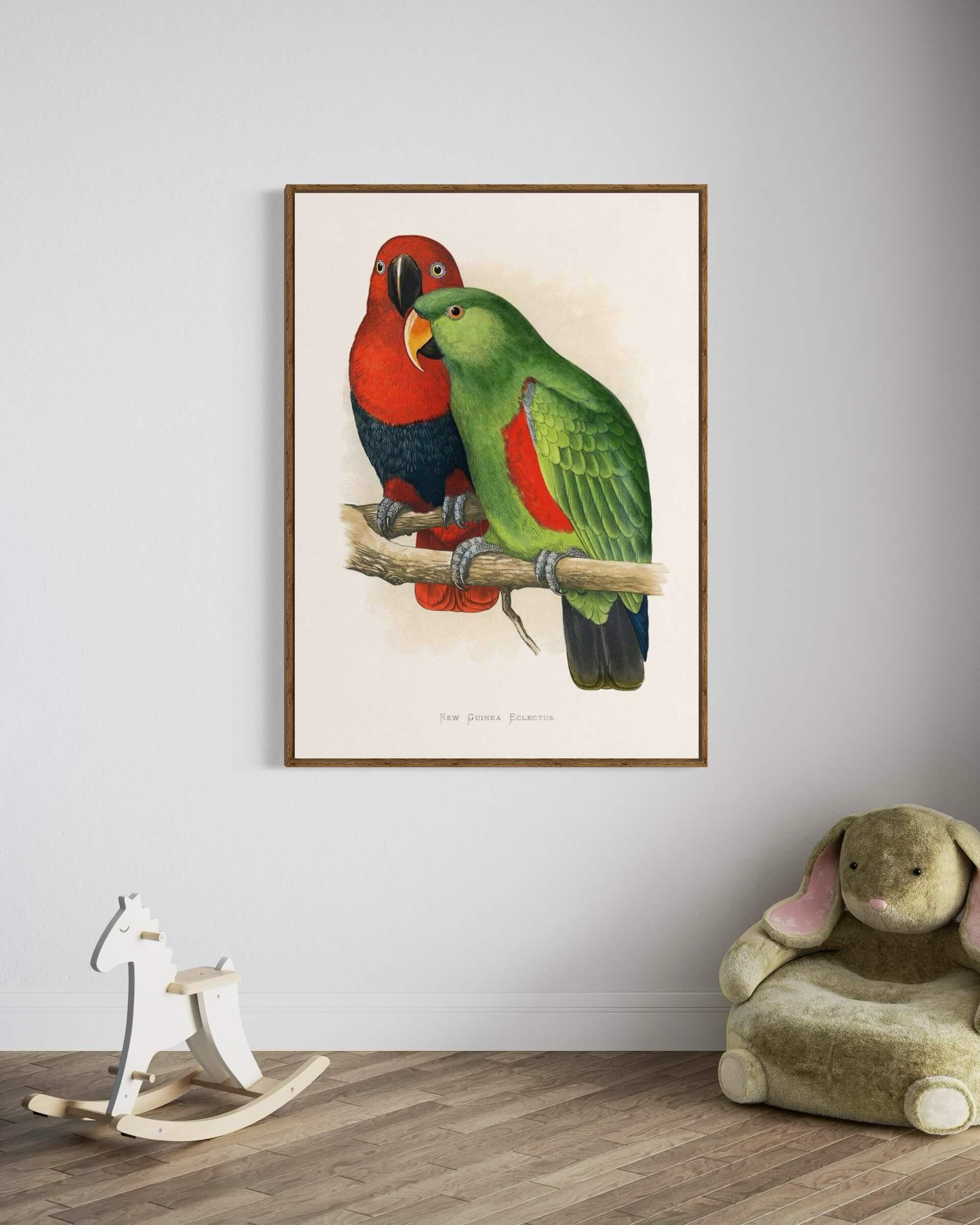 Eclectus Papegøje Par Illustration