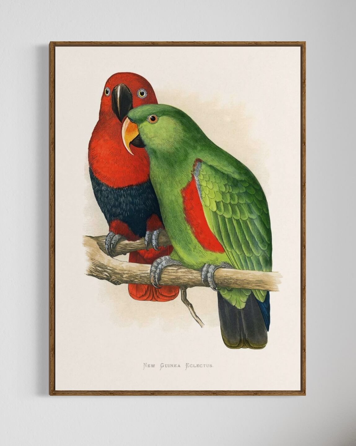 Eclectus Papegøje Par Illustration