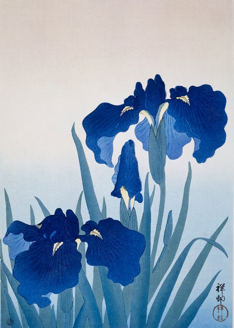 Iris flowers