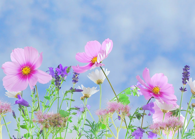 Lyserøde blomster