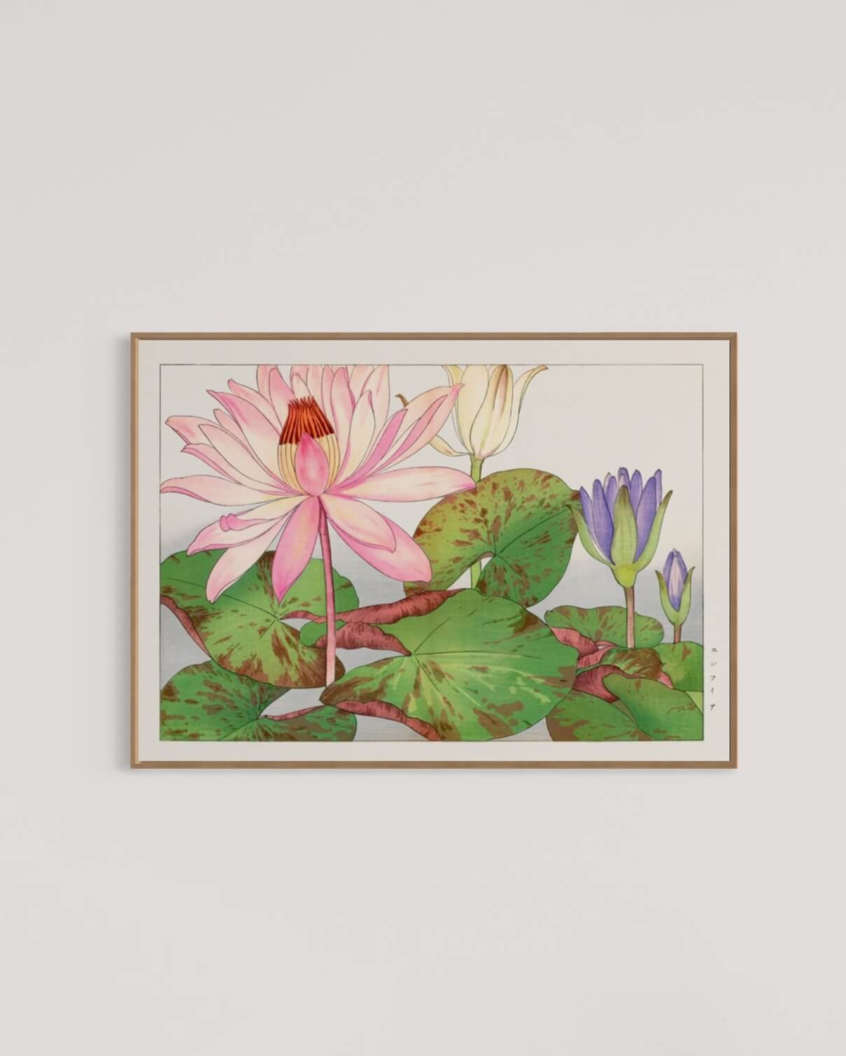 Lyserød nymphaea lotus