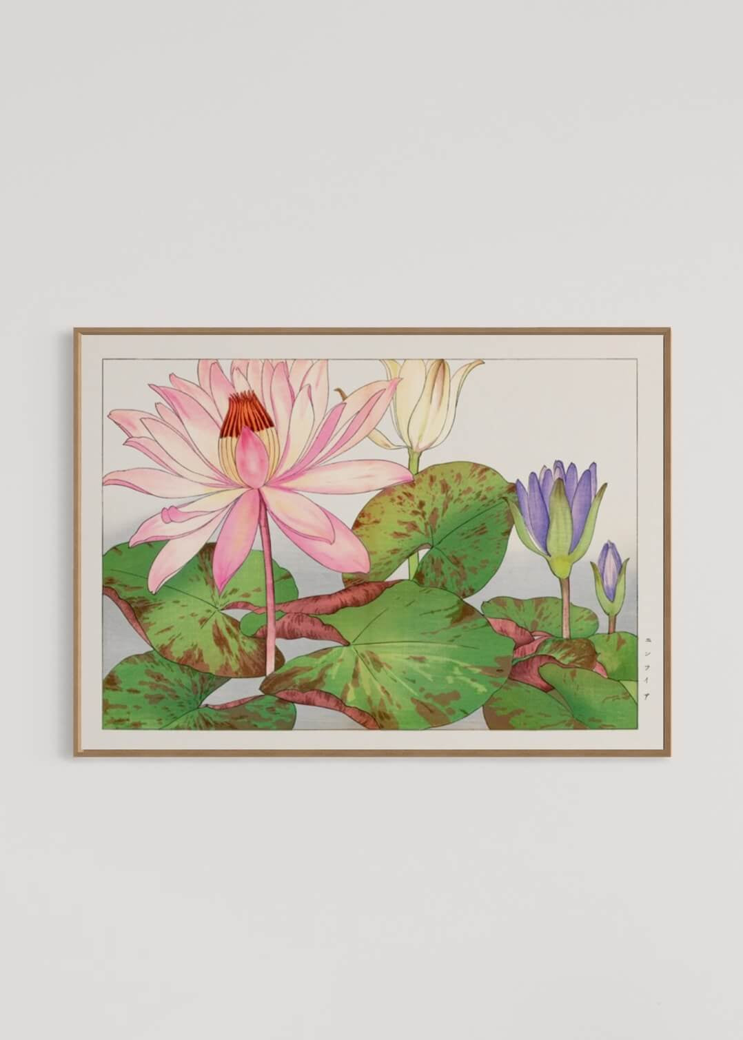 Lyserød nymphaea lotus