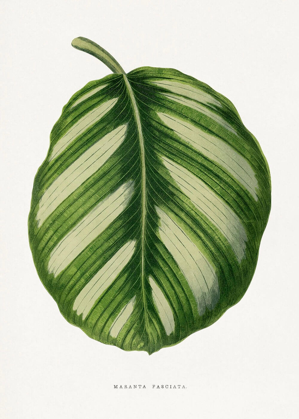 Maranta Fasciata