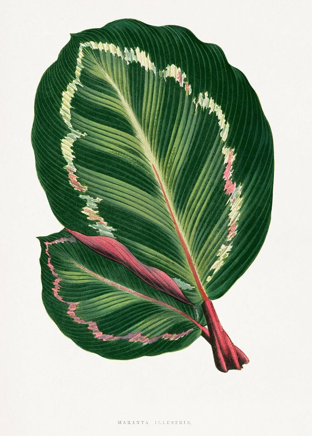 Maranta plant