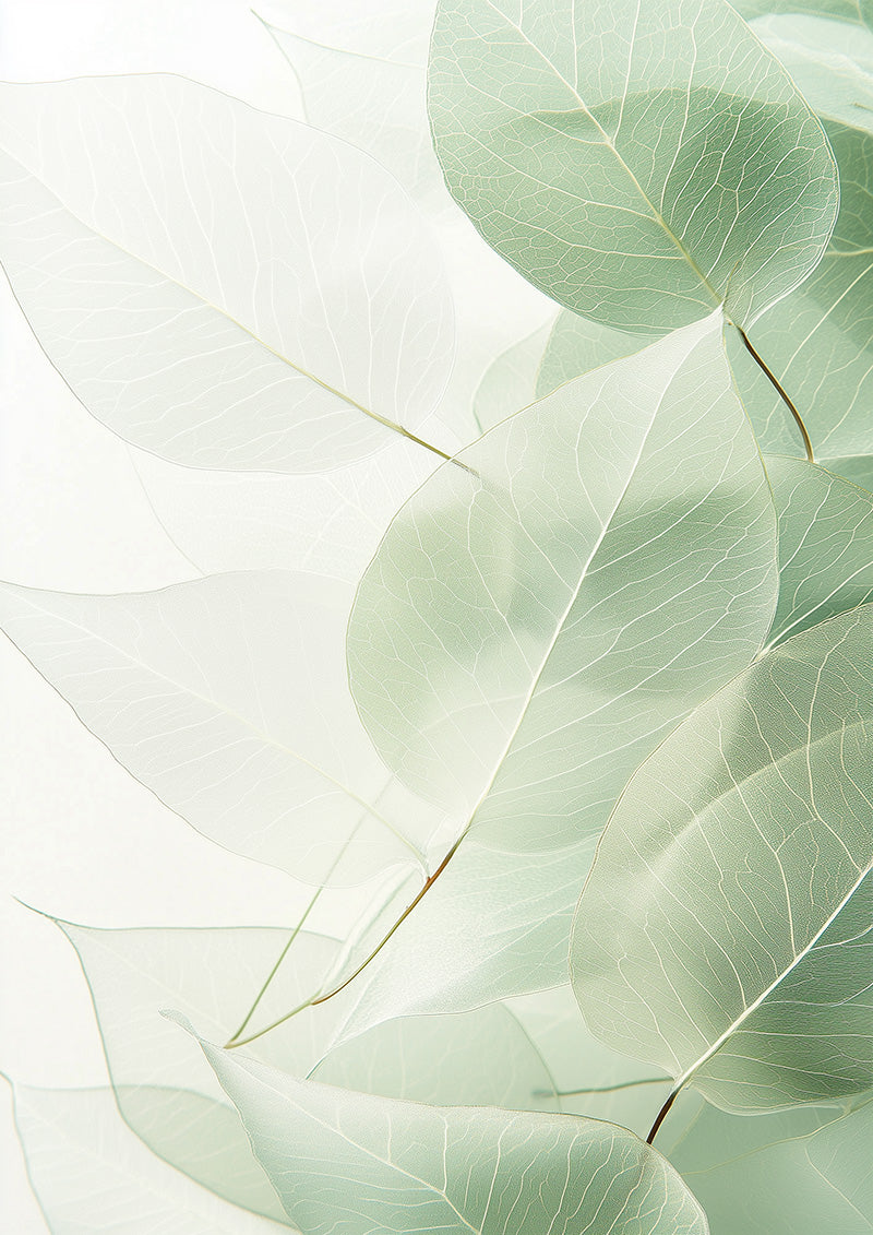 Minimalist Eucalyptus