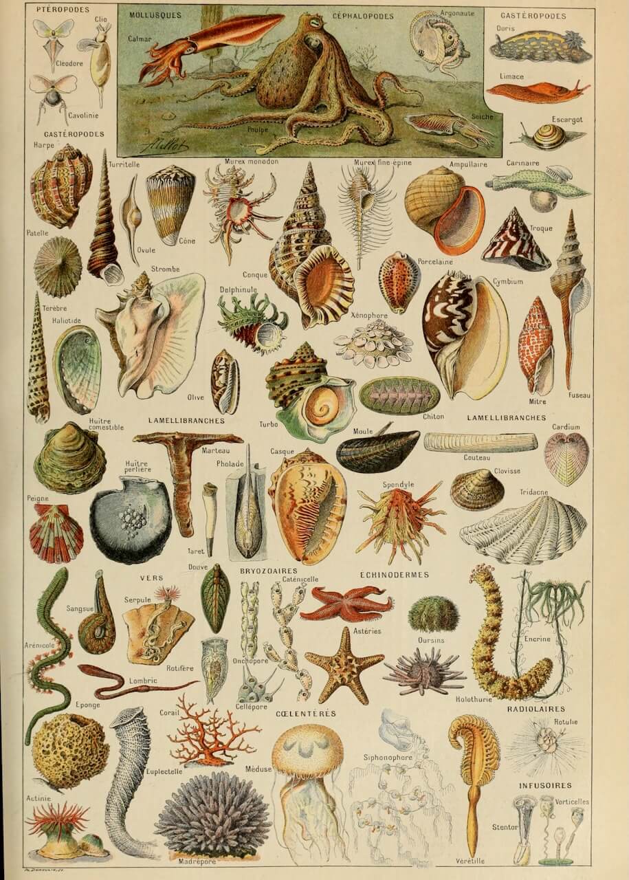 Molluscs Wall Art