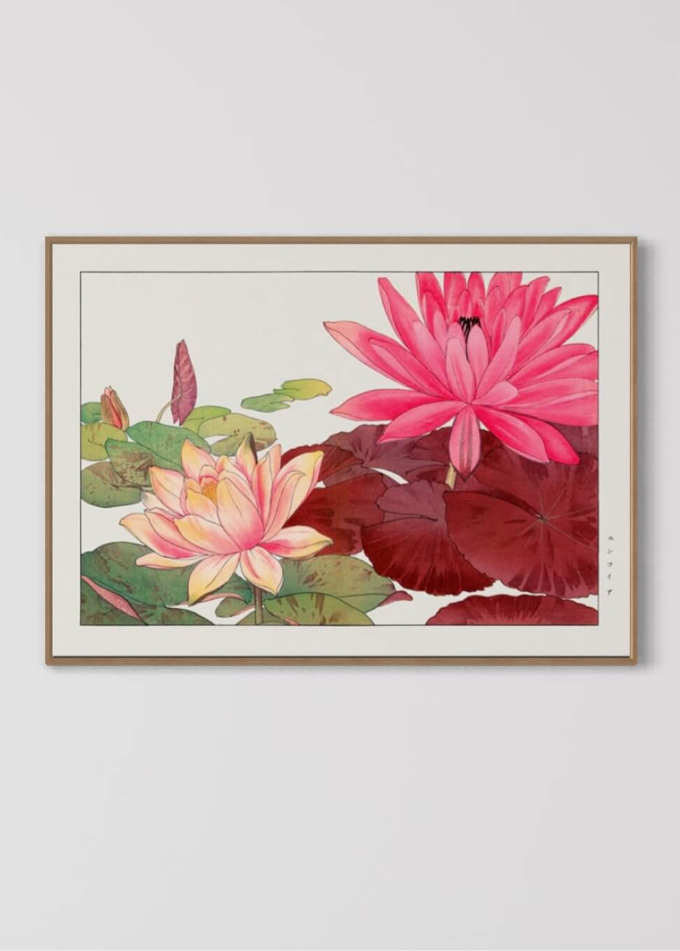 Nymphaea lotus
