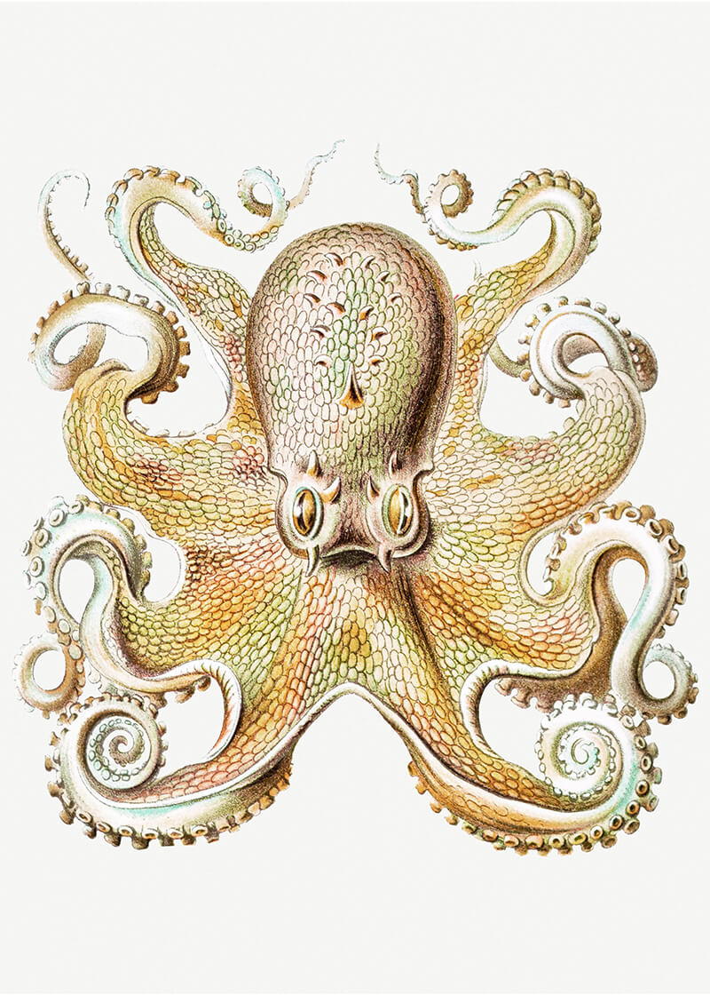 Octopus marine life illustration