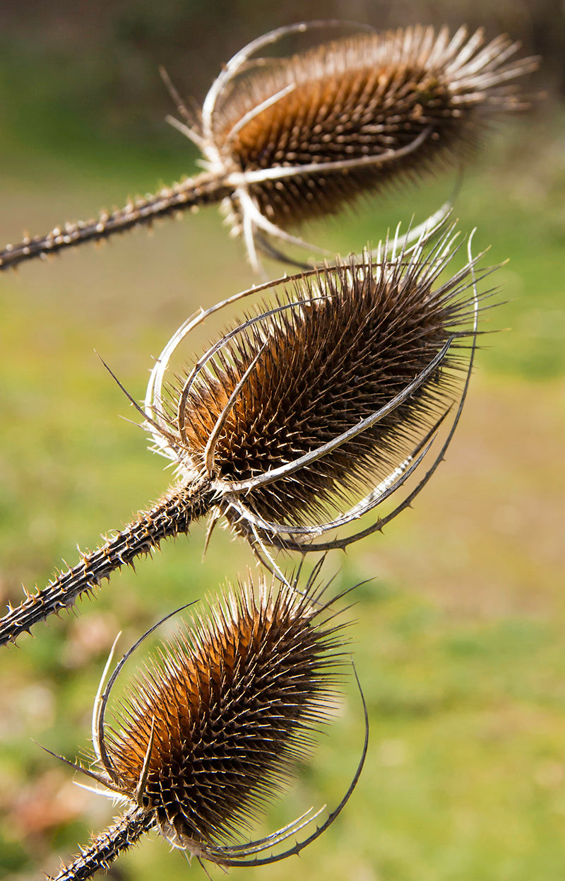 Old Dried Teasel