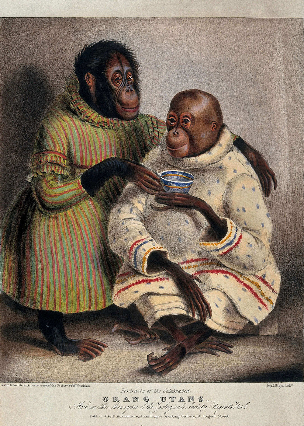 Orangutans drinking coffee