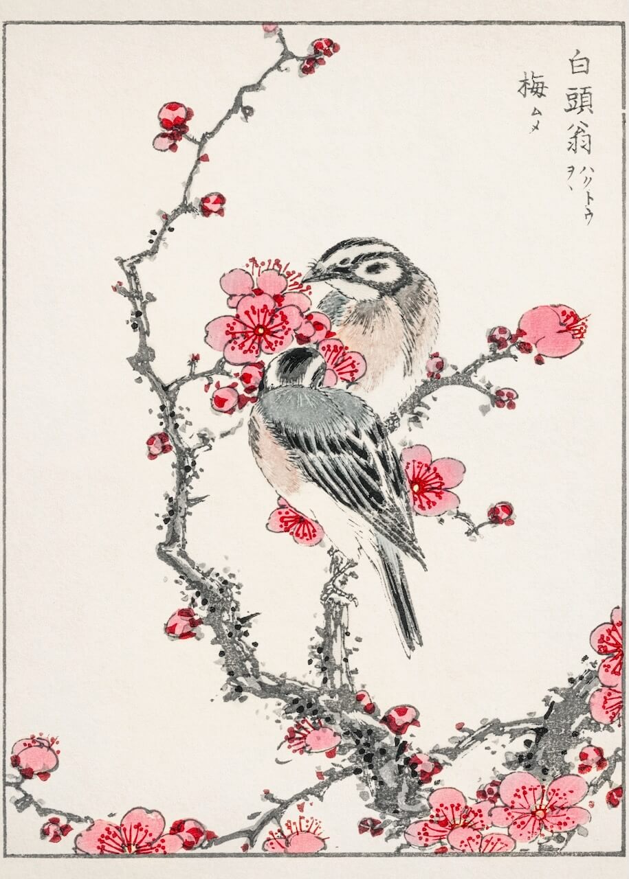 Pine Bunting and Plum Tree Illustration