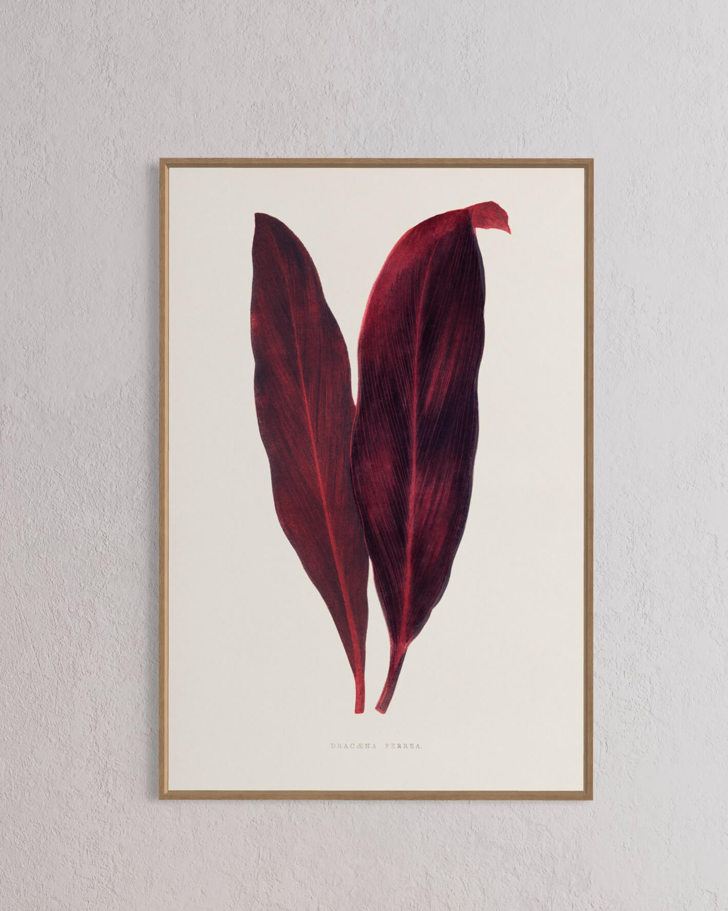 Pink Dracaena Ferrea leaf illustration