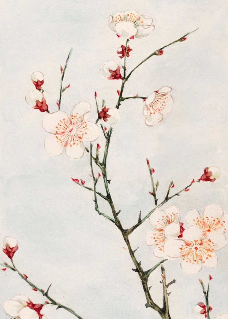 Plum Branches with Blossoms