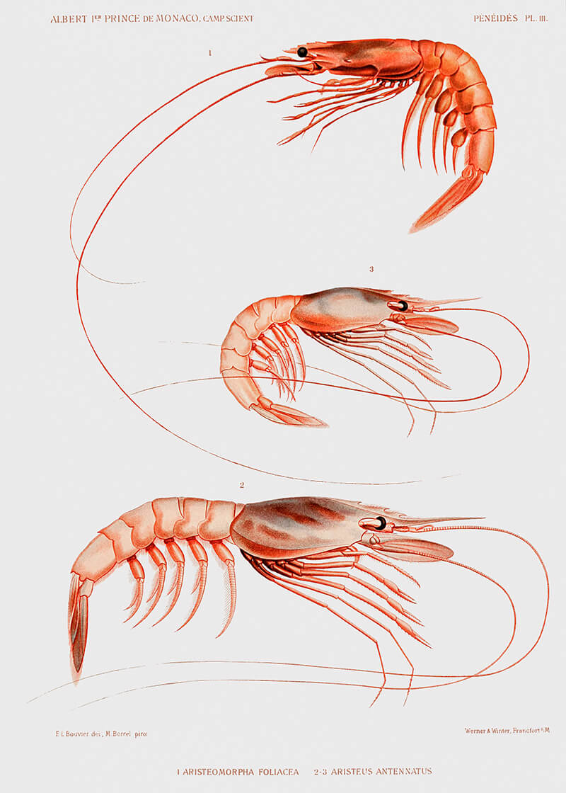 Prawn Varieties