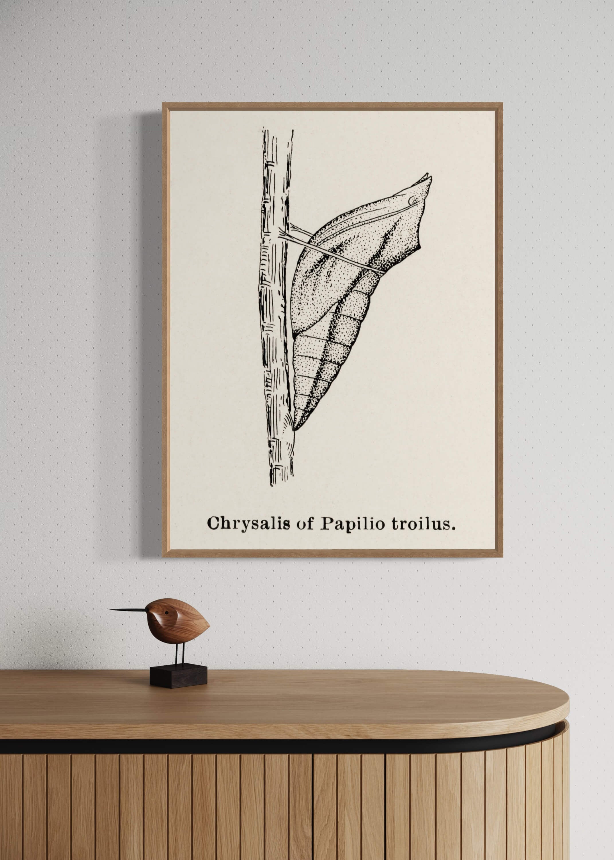 Puppe af Papilio troilus