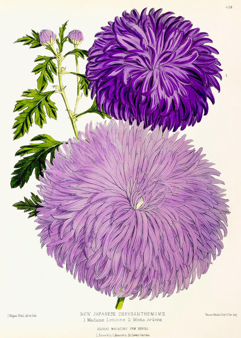 Purple Aster