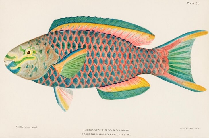 Queen Parrot fish