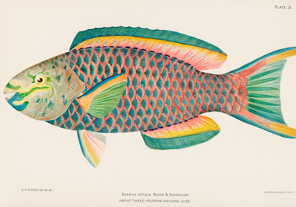 Farverig Fiskebilledvæg