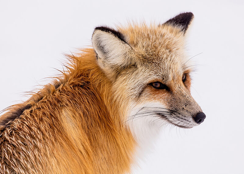 Red Fox