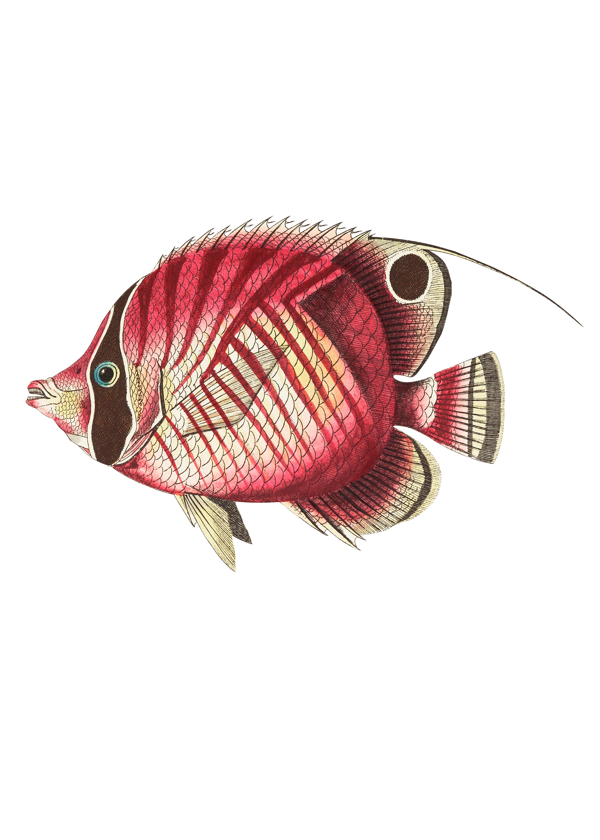 En illustration af en rødstribet chaetodon eller Yellowish by Posters med en lyserød krop, mørke striber, afrundet finne og lang tynd hale på en hvid baggrund - ideel som FSC-certificeret print eller plakat.