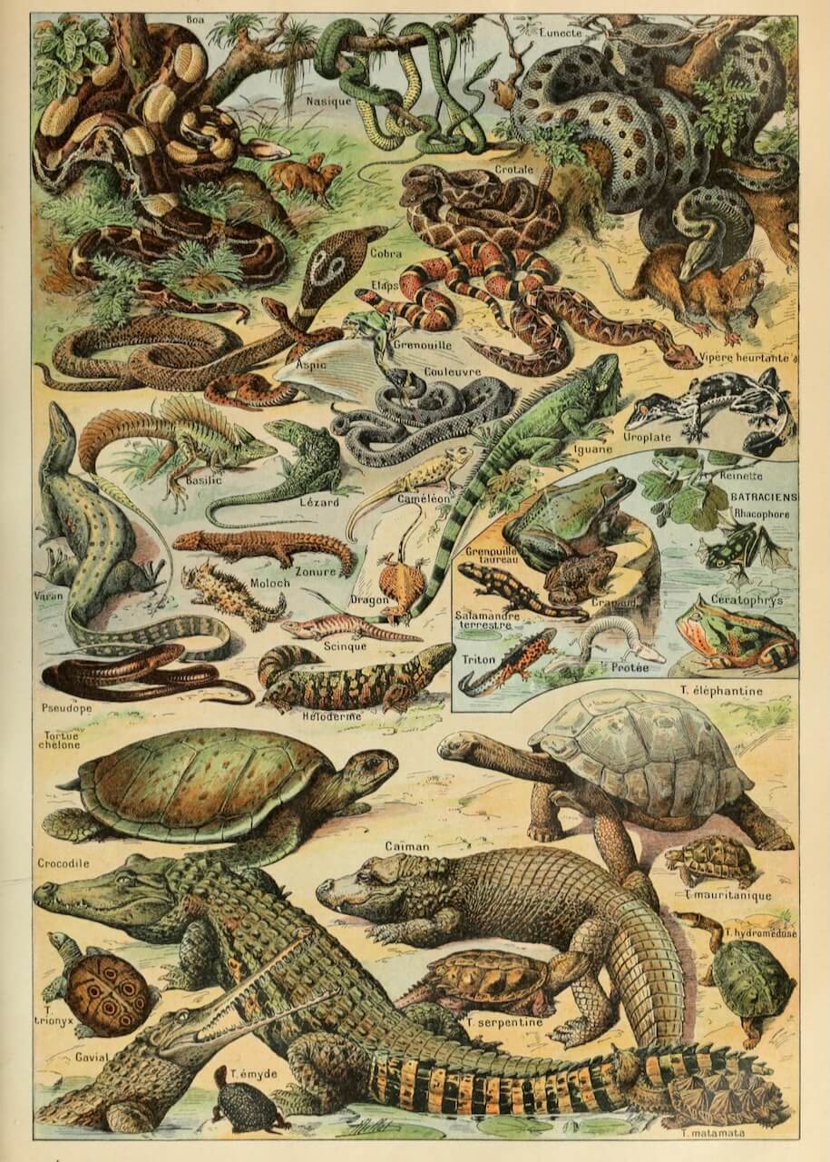 Reptile Chart