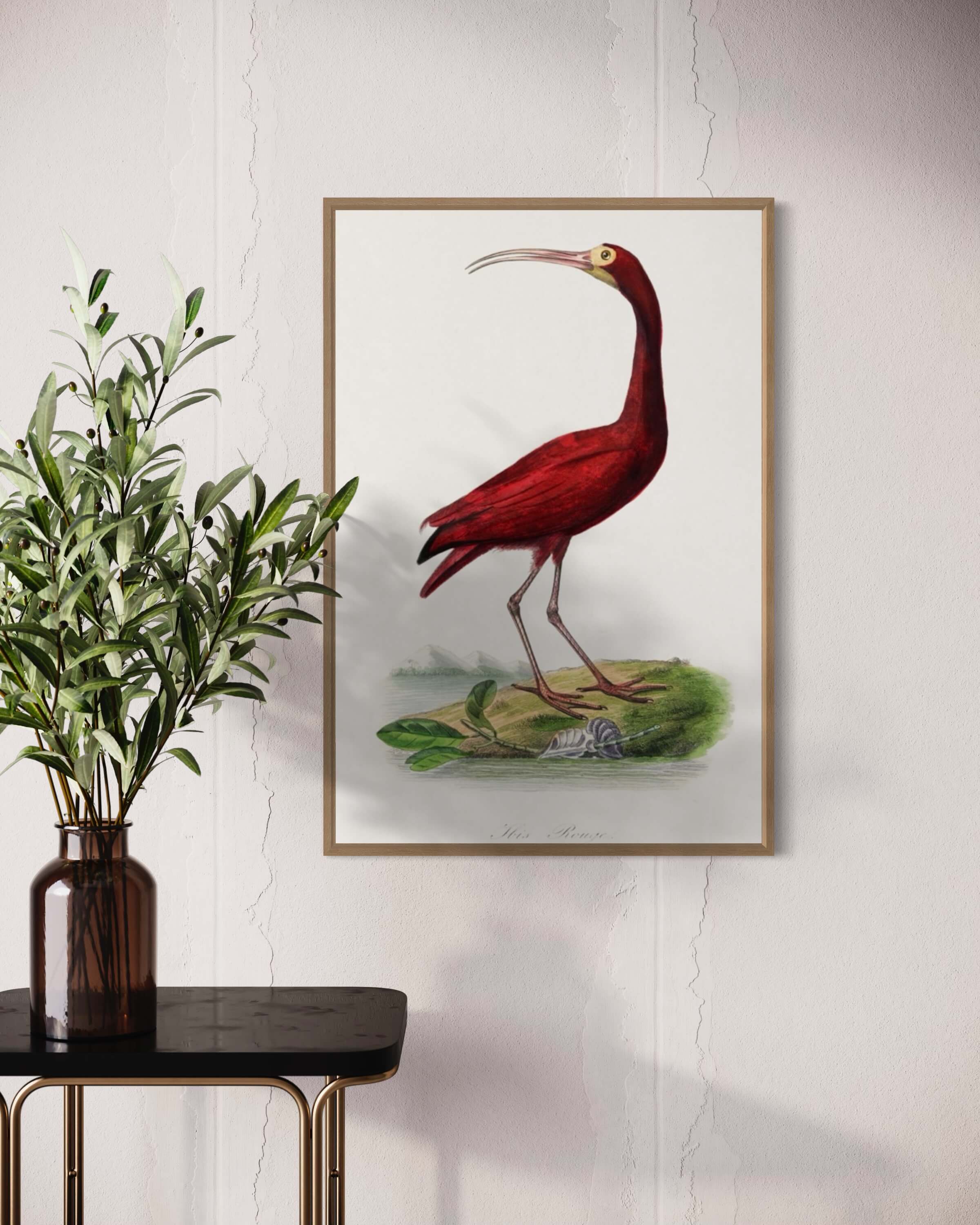 Scarlet ibis - den røde fugl