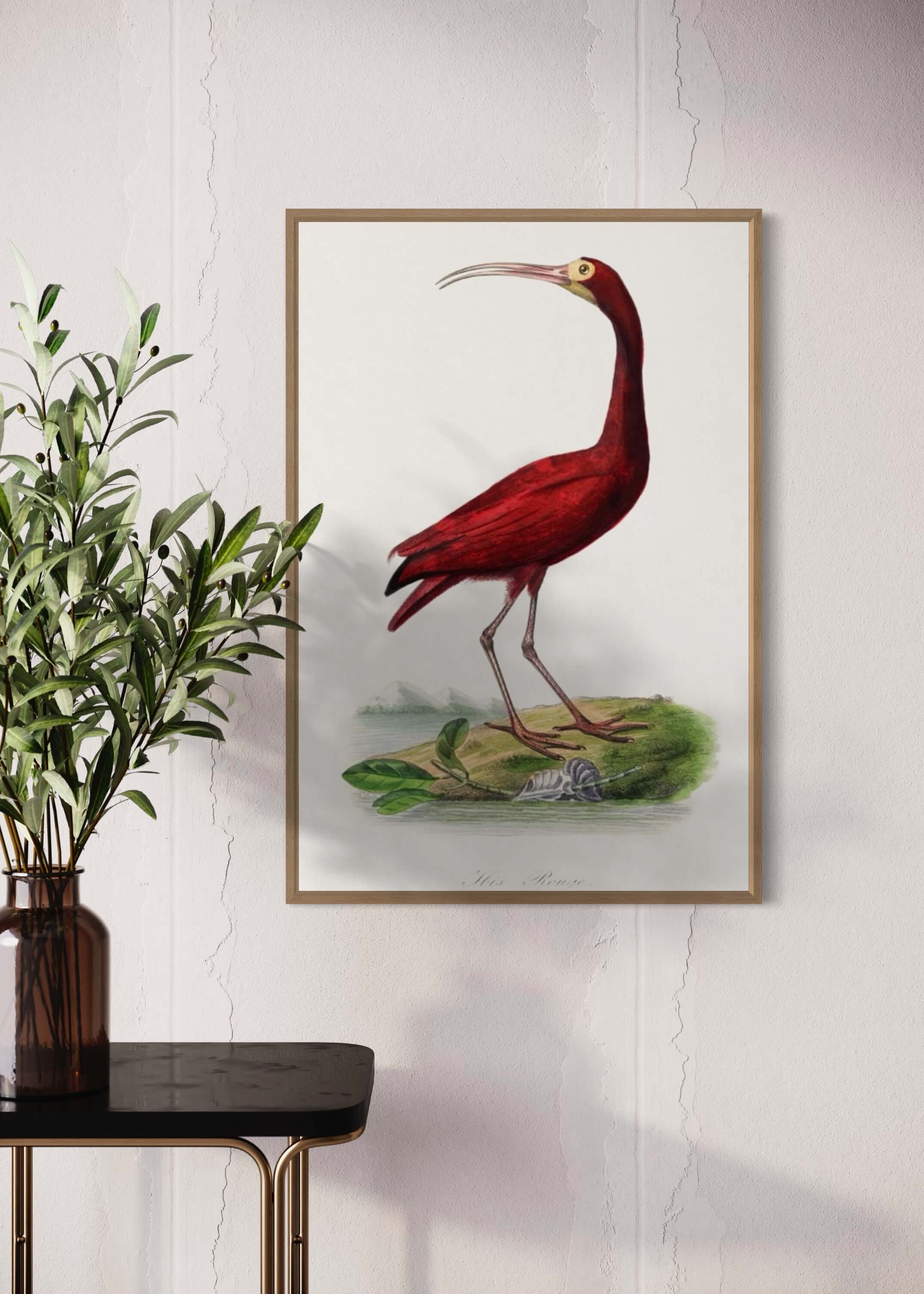 Scarlet ibis - den røde fugl