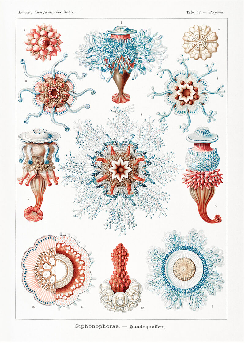 Siphonophorae–Staatsquallen from Kunstformen der Natur (1904)