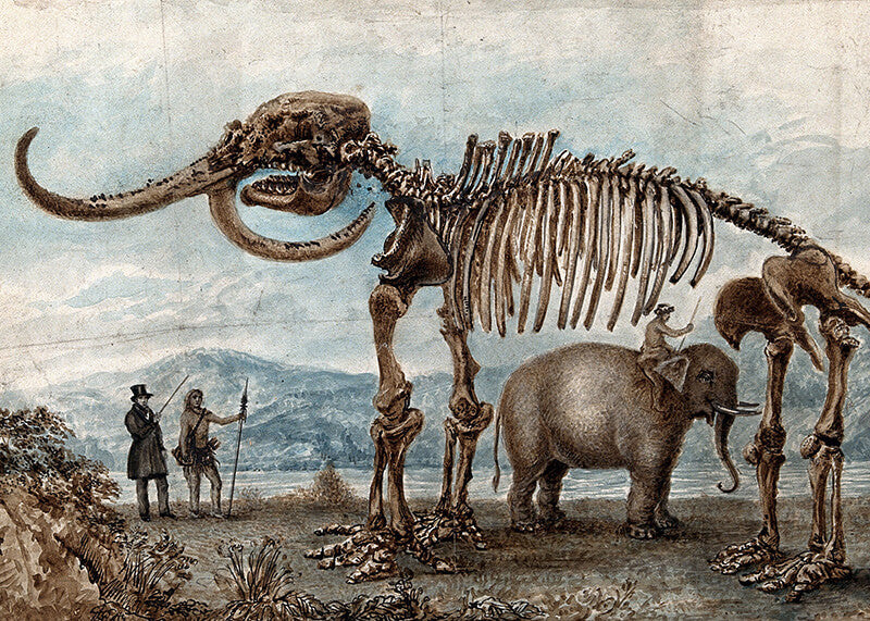 Skeleton of the Missouri Leviathan