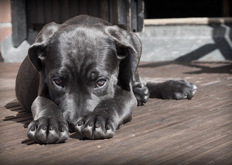 Sort hundehvalp