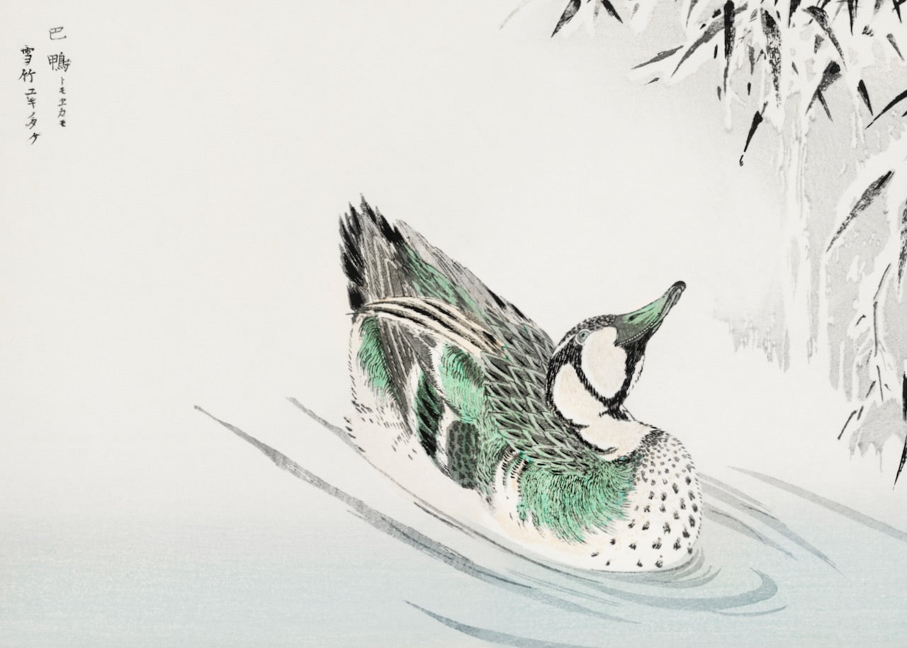 Spectacled Teal and Snow-bent Bamboo