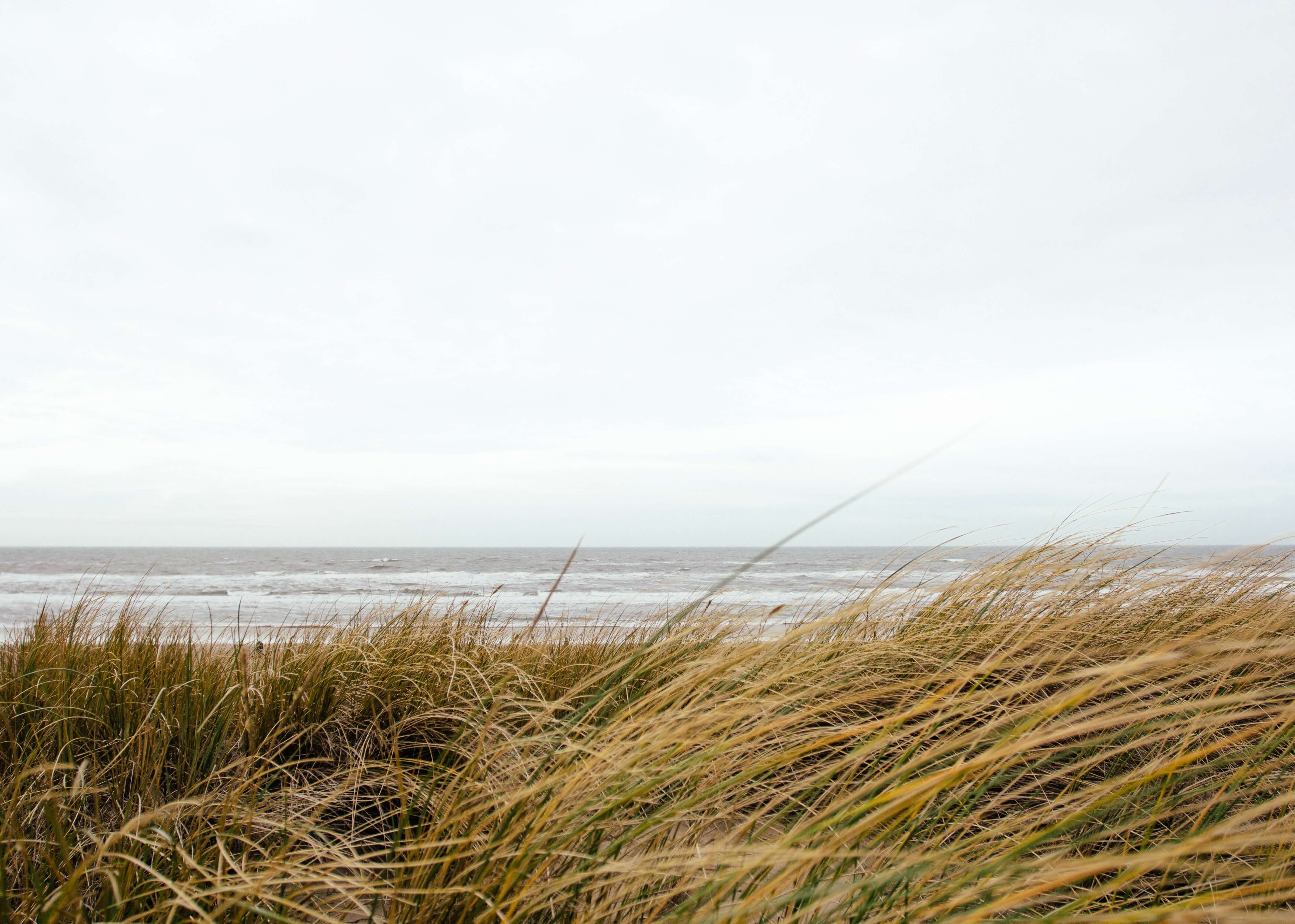 Strandgræs