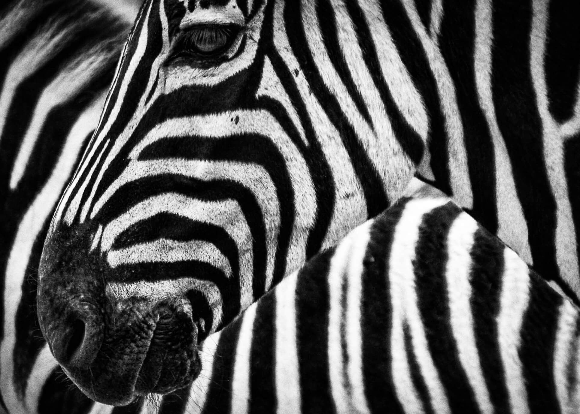 Stribes in stribes zebra