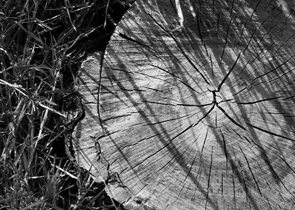 Stump Tree