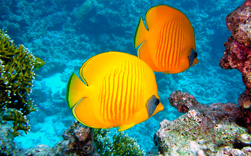 Summer Time Fish