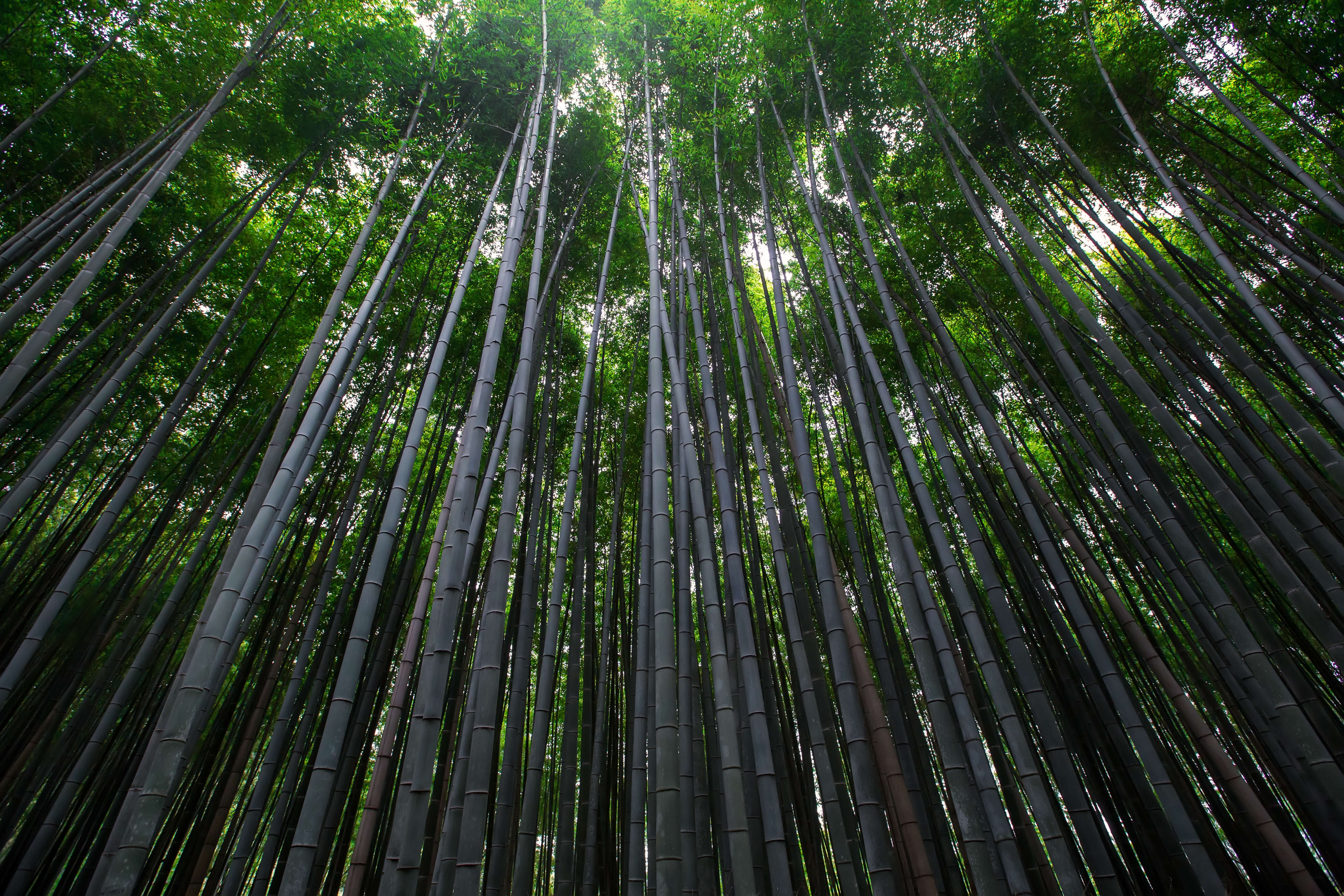 Tætte bambustræer