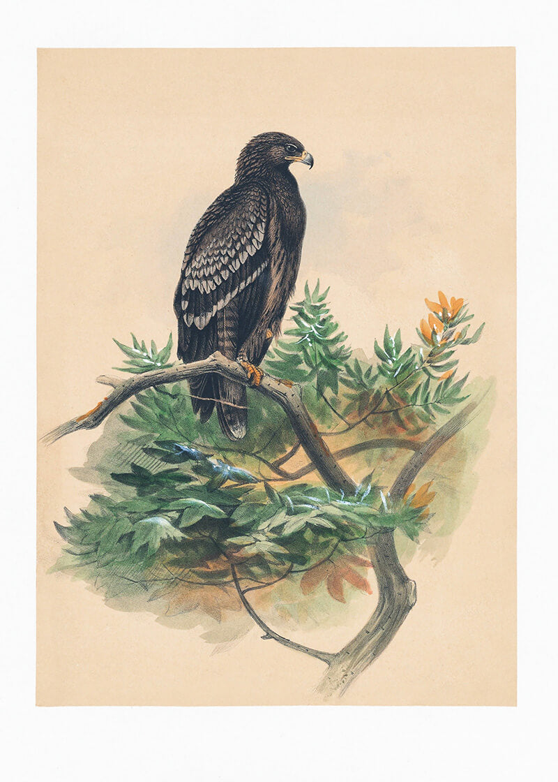 The Spotted Eagle