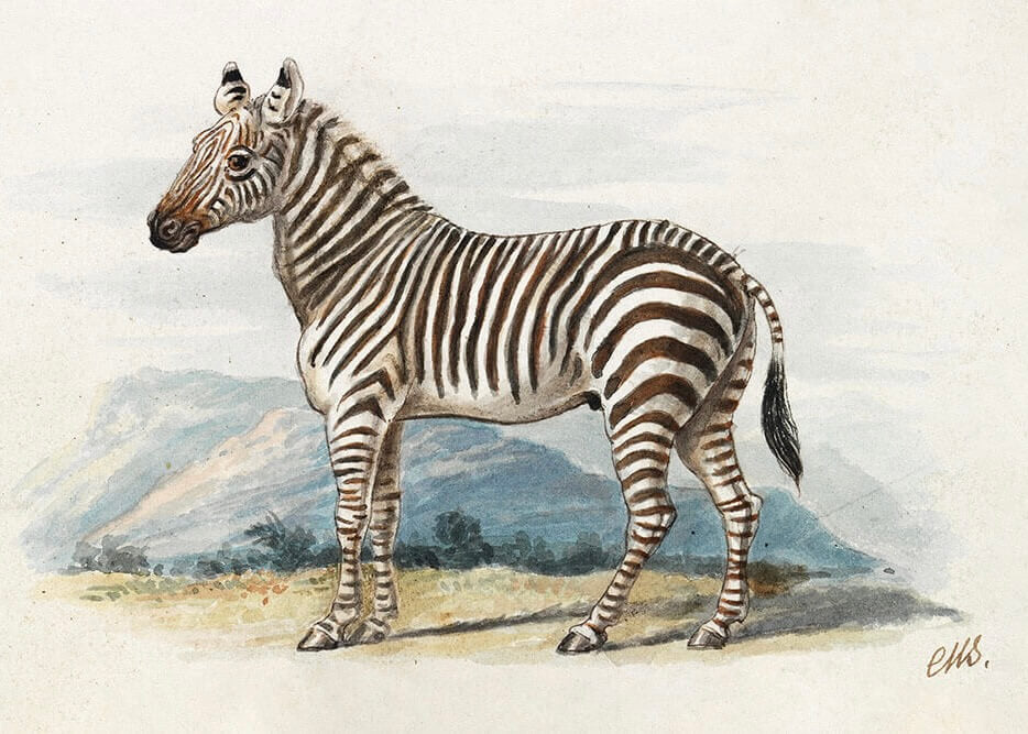 The Zebra