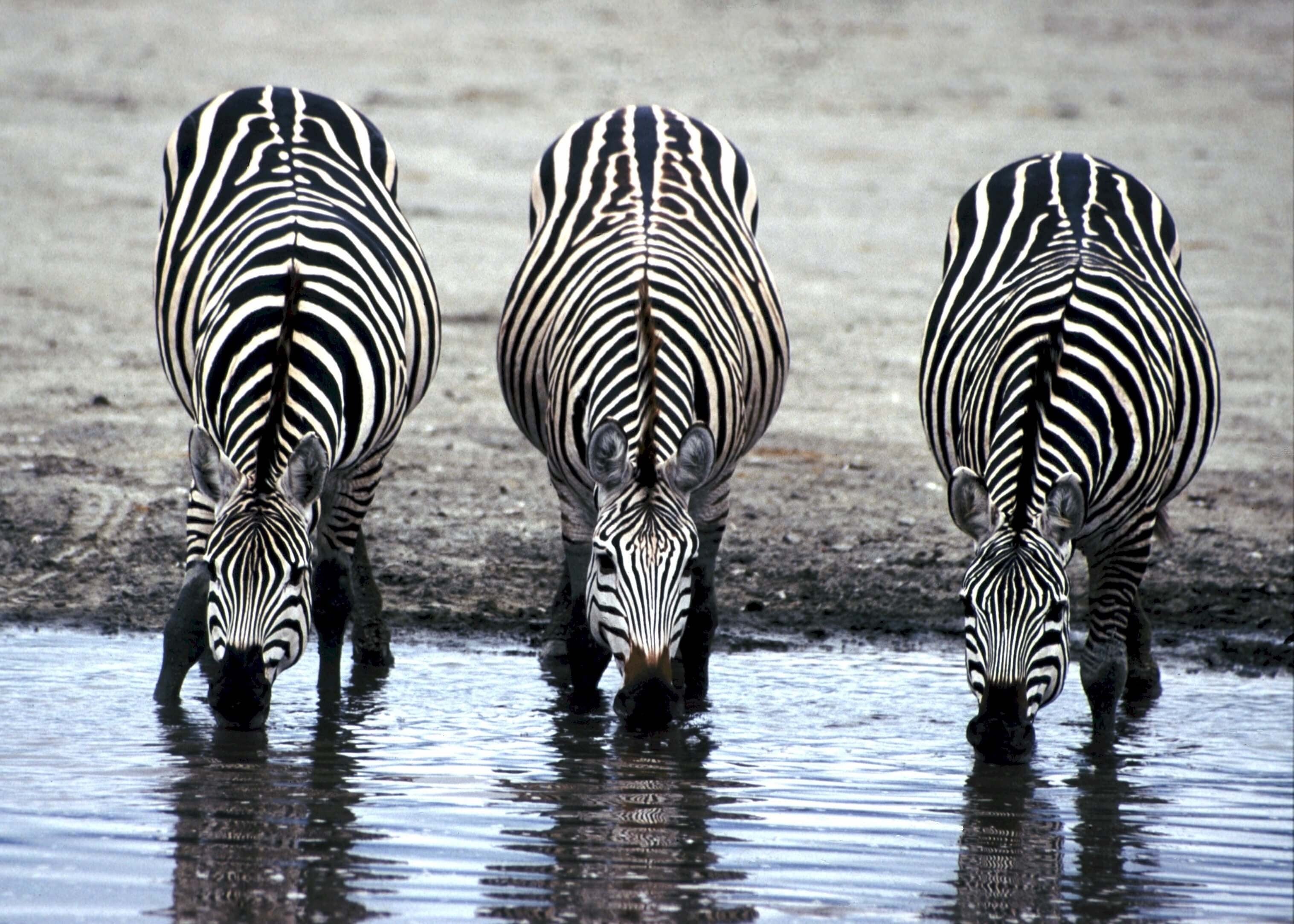 Zebra Elegance Billedvæg