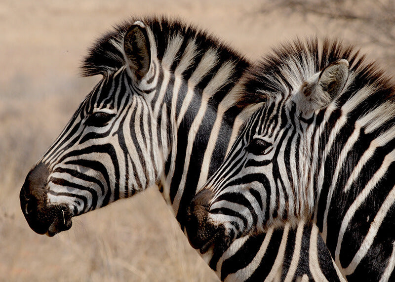 Zebra Elegance Billedvæg