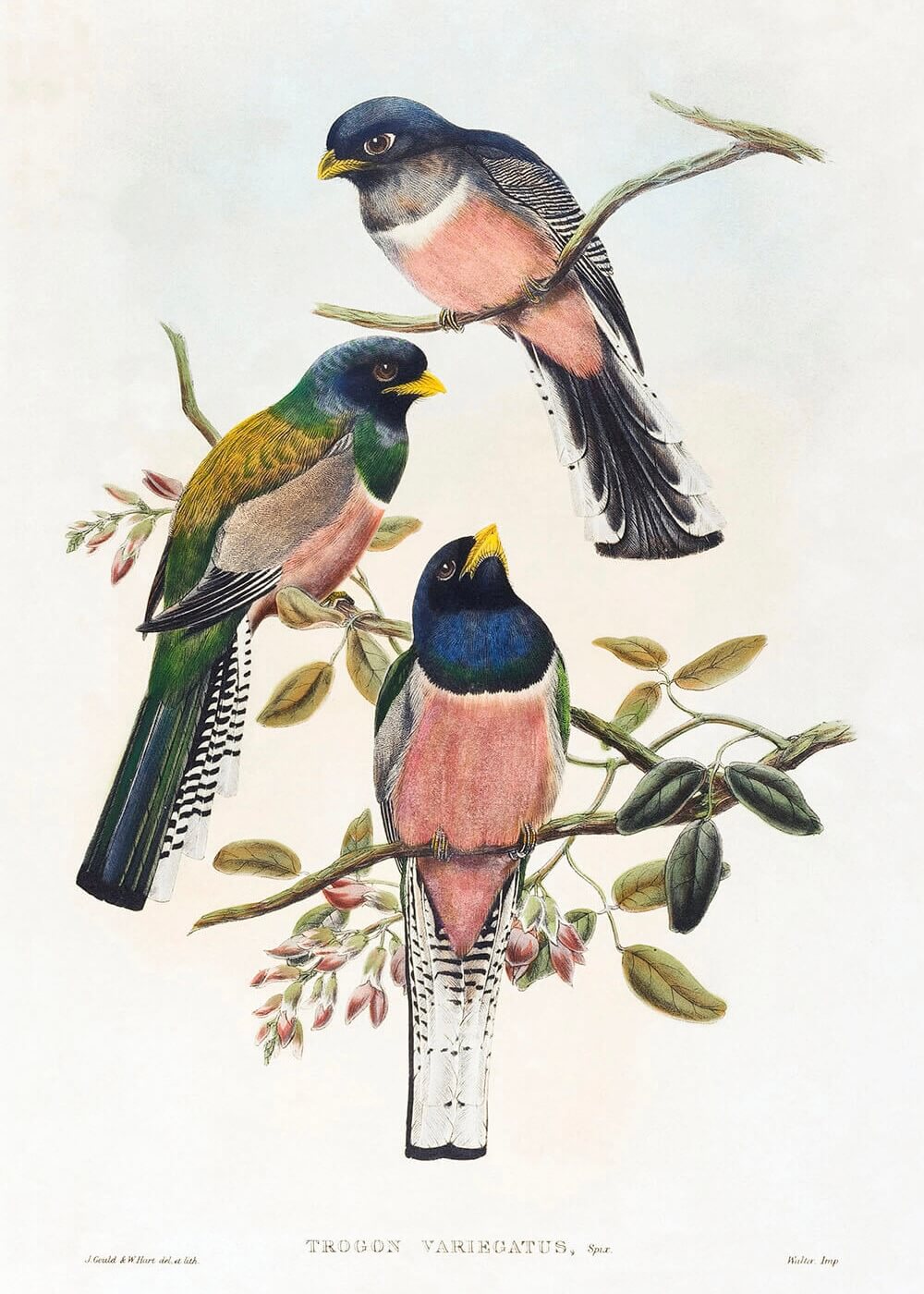 Trogon Variegatus