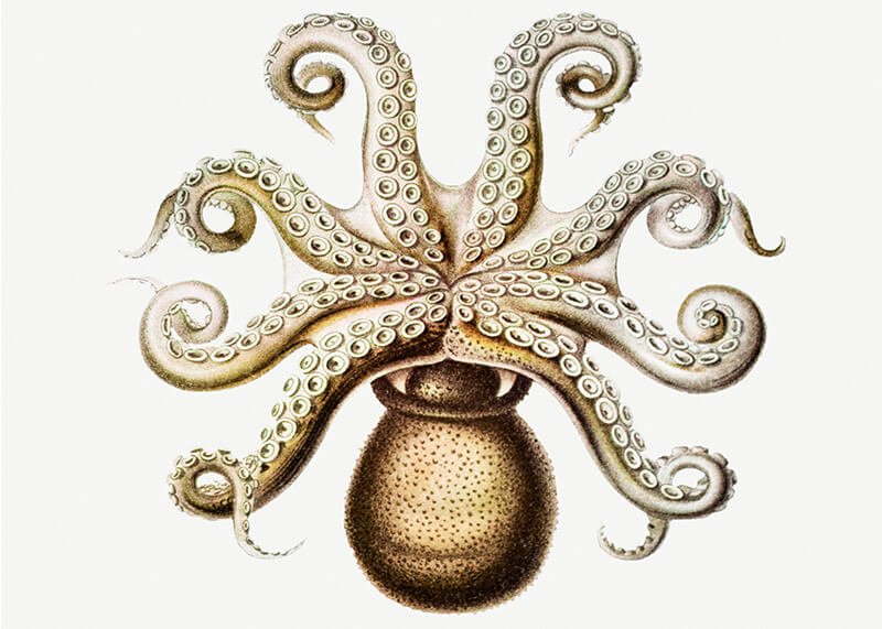 Vintage octopus marine life I