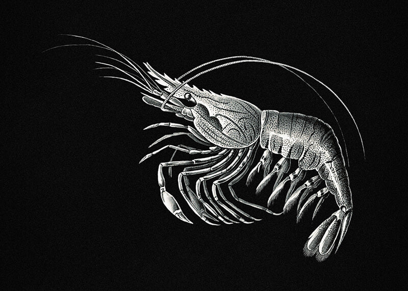 Vintage prawn marine life I