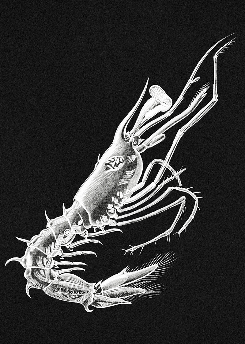 Vintage prawn marine life II