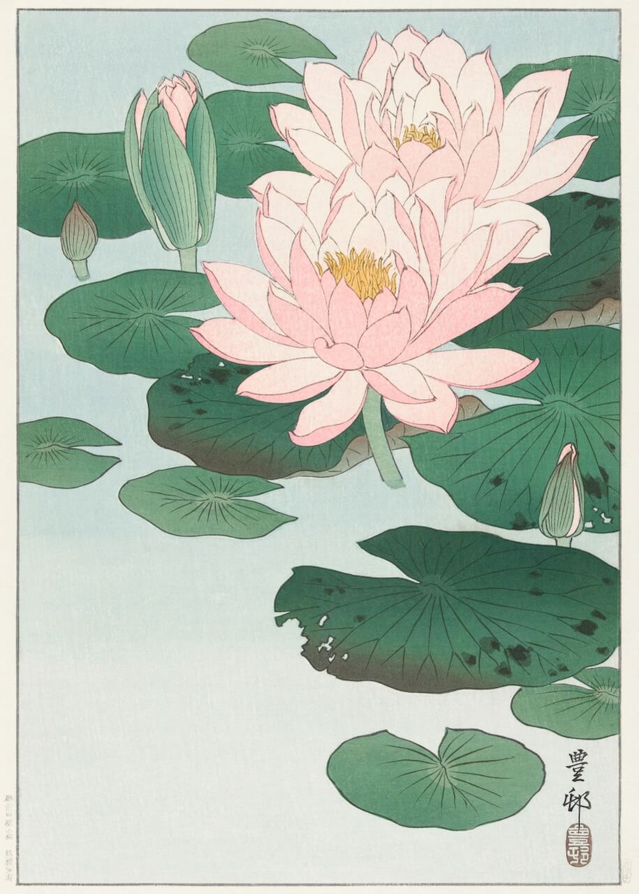 Water Lily