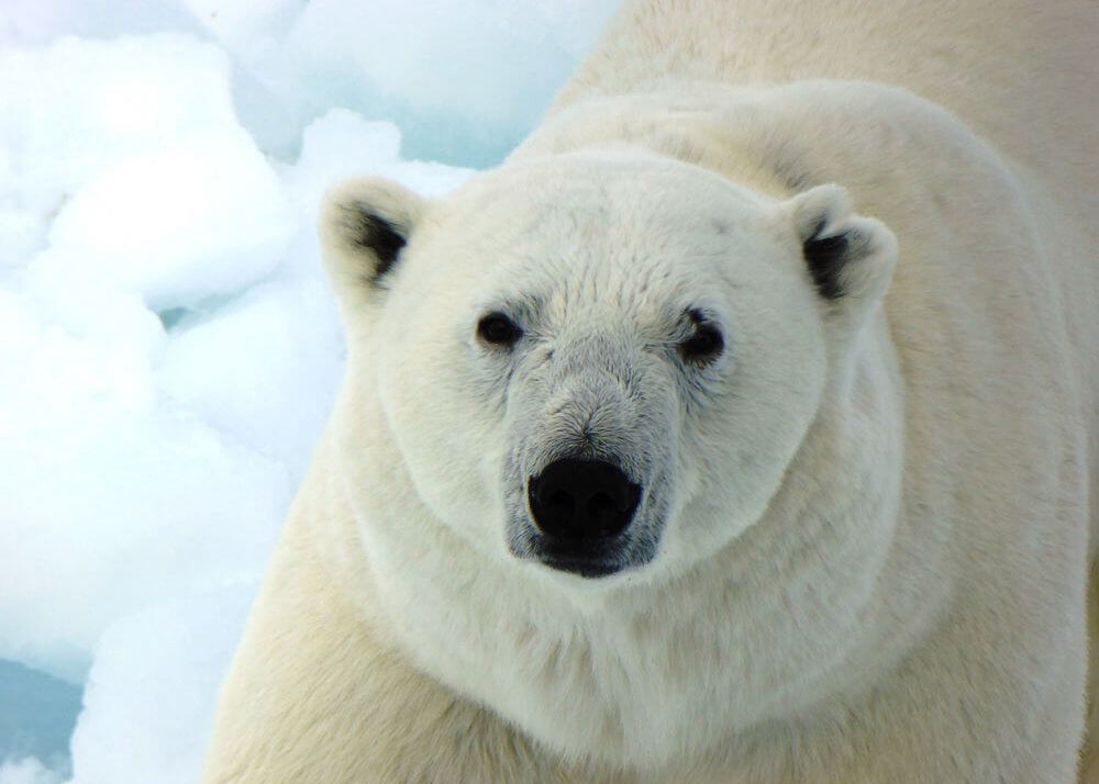 Winter Icebear